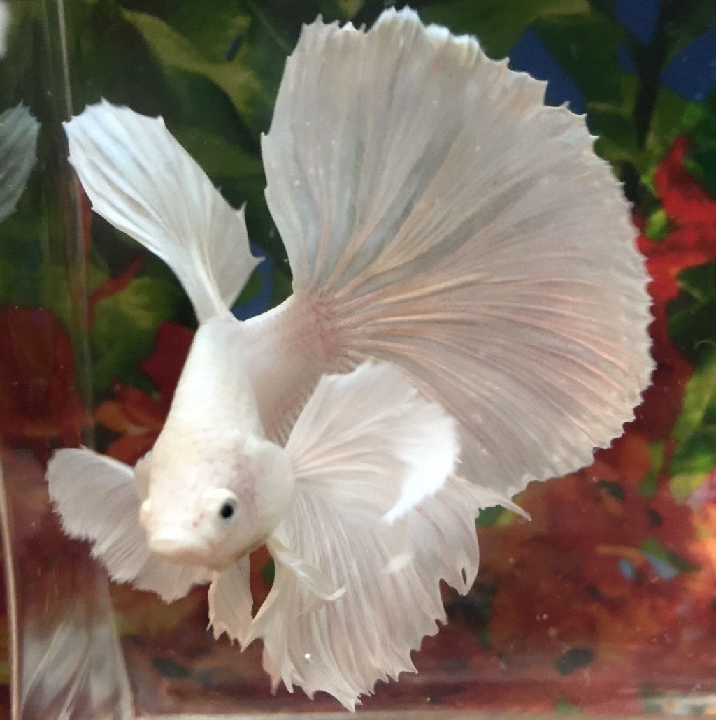 WHITE BETTA.jpg