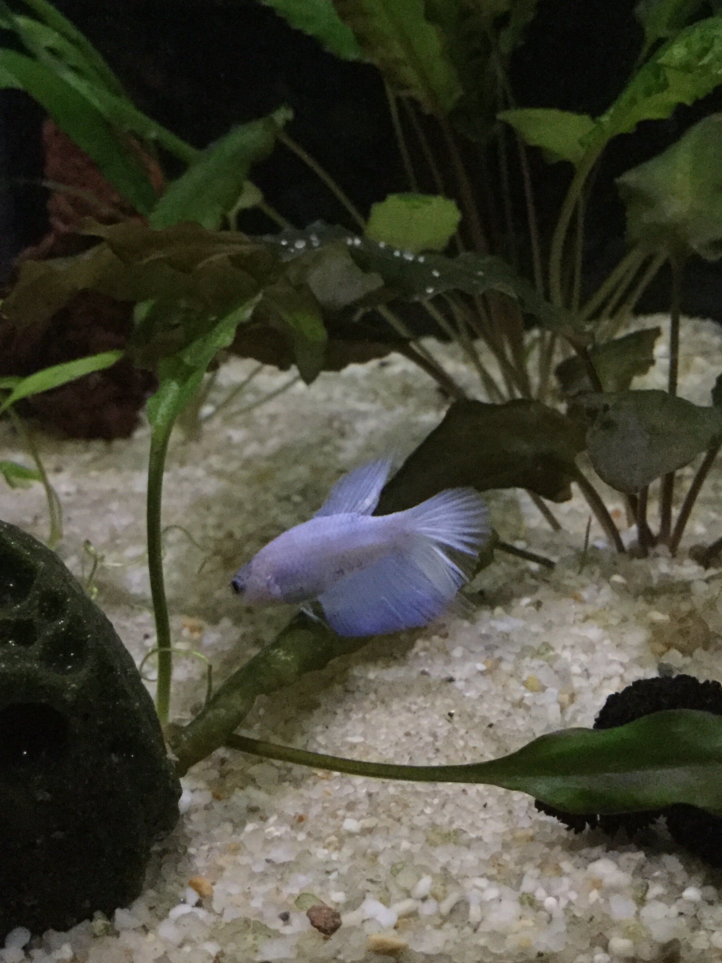 White blue grizzled male delta tail betta.JPG