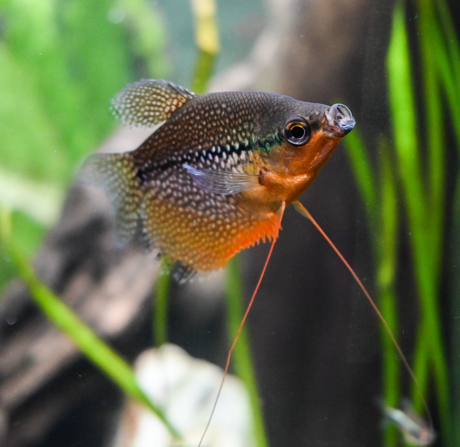 Yawning Gourami.jpg