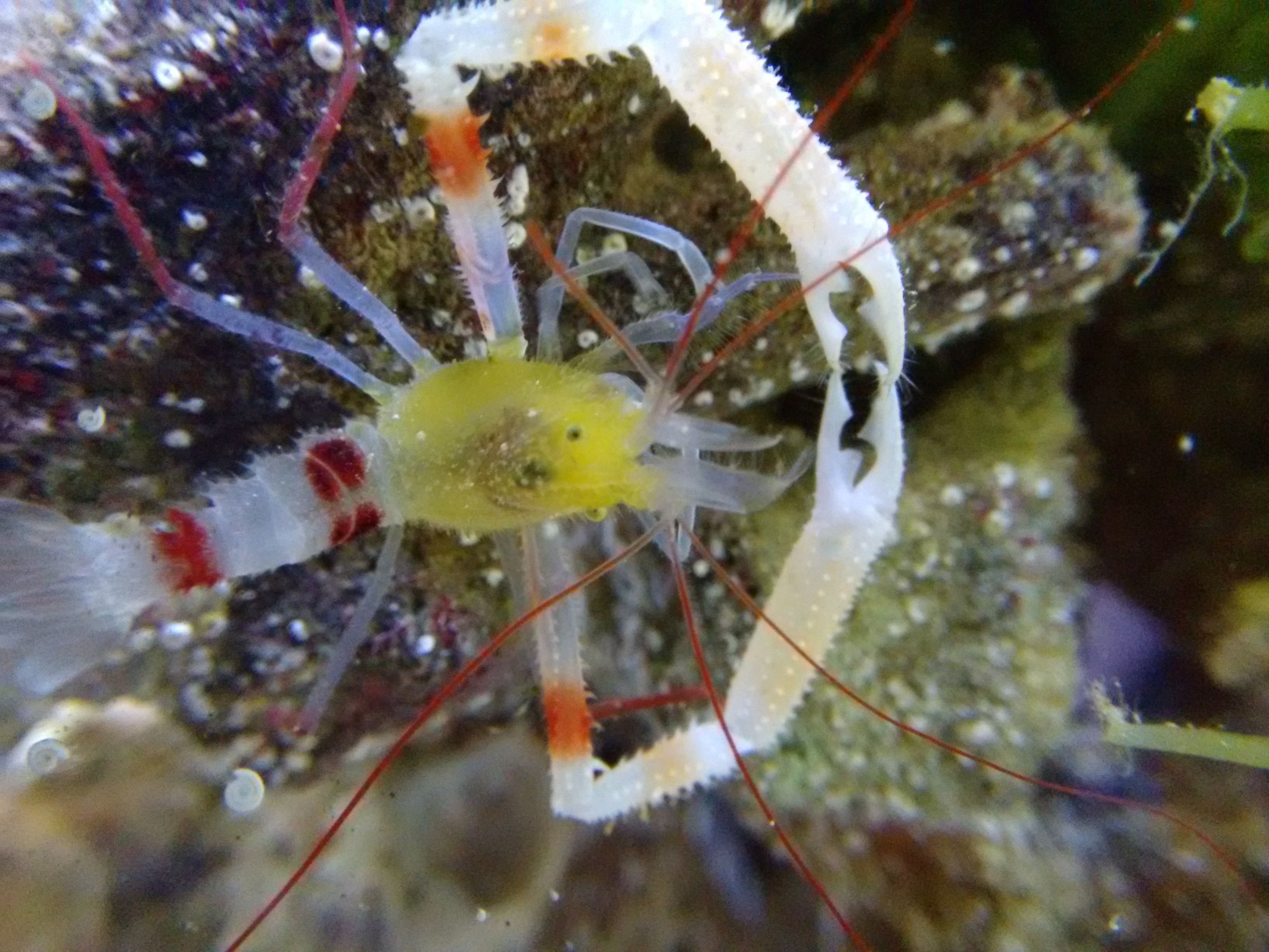 yellow_coral_banded_shrimp.jpg