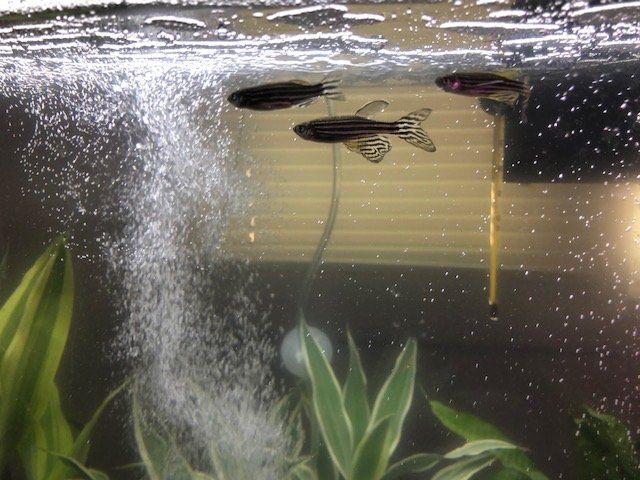 Zebra Danio.JPG