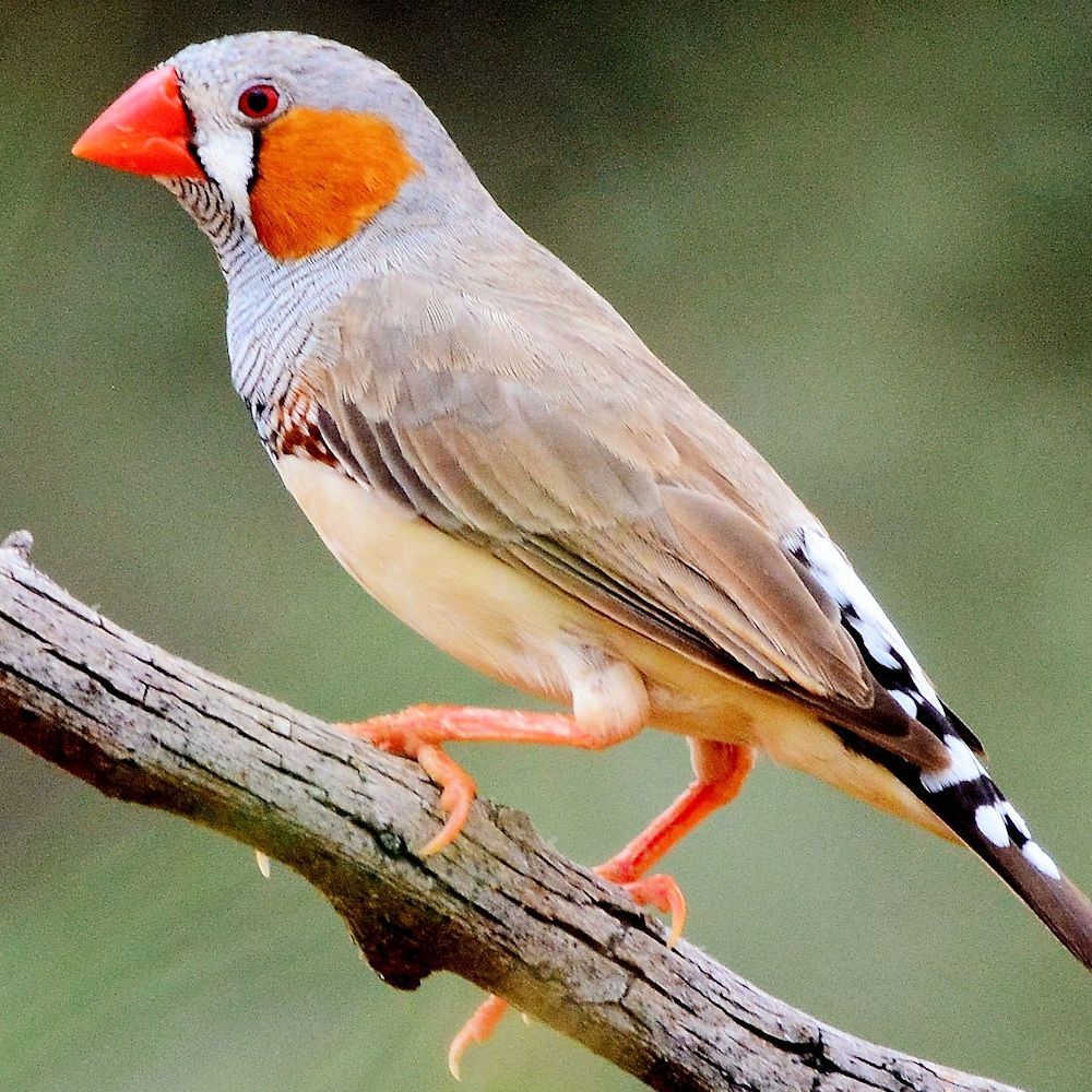 zebra-finch-male-f8dec4180a224389ae226e6a621d4fbd.jpg