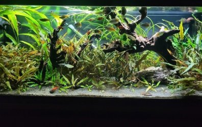 Hello r/Aquariums, I'm a new fish keeper. A month or so before