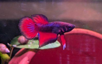 Jossswonk - August 2024 Fish of the Month Winner(Bettas)