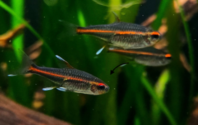 CassCats - October 2024 Fish of the Month Winner(Tetras)