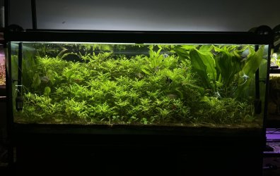 CrunchyCrouton - November 2024 Tank of the Month Winner (31 Gallons and larger)