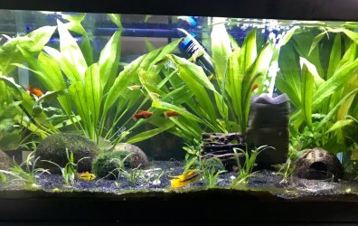 gwand - January 2025 Tank of the Month Winner (17 to 30 Gallons)