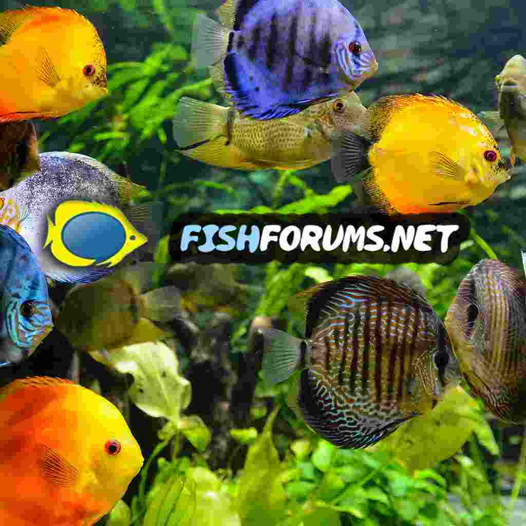 Tropical Fish & Aquarium Forums