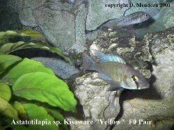 astatotilapia2.JPG