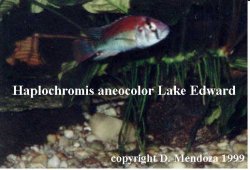 Haplochromis_aneocolor_Lake_Edward.jpg