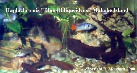 Haplochromis_Blue_Obliquidens_Makobe_Island.jpg