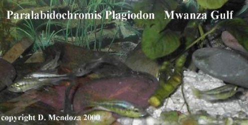 Paralabidochromis_plagiodon_Mwanza_Gulf.jpg