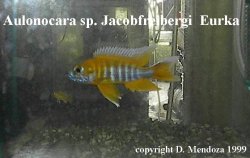 Aulonocara_sp_jacobfreibergi__Eureka.jpg