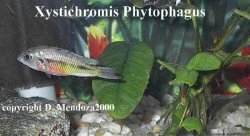 Xystichromis_Phytophagus.jpg