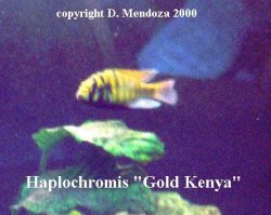 Haplochromis_Gold_kenya..jpg