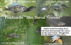 Pundamilia_Blue_Dorsal_Ny.jpg