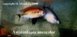 aneocolor.JPG