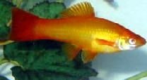 swordtail.jpg