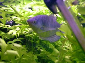 Gourami4.jpg