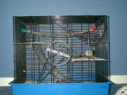 ratcage1.jpg