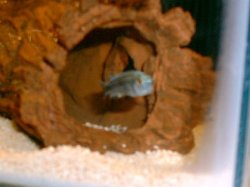 Blue_cichlid.jpg