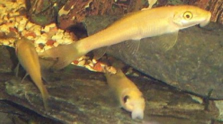 loaches.jpg