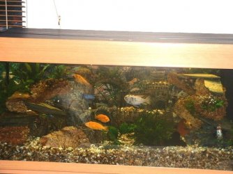 cichlid_tank.JPG