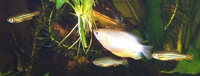 gourami_danios.jpg