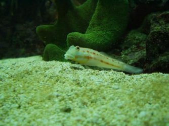 goby1.jpg