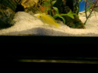 Yellow_Cichlid.jpg