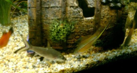 Silver_Shark___Male_Swordtail.jpg