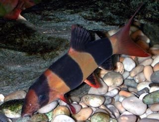 fish_Loach.jpg