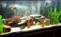 Cichlid_tank.JPG