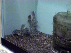 L160_Spinny_Pleco2.JPG