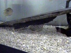 L25_Scarlet_Pleco.JPG