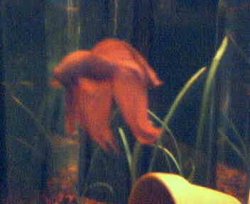 Picture_2tankbetta.jpg