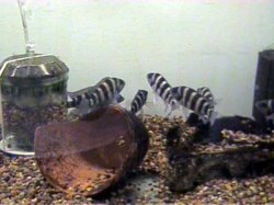 N._sexfasciatus_2_6.13.03.JPG