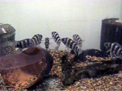 N._sexfasciatus1_6.13.03.JPG