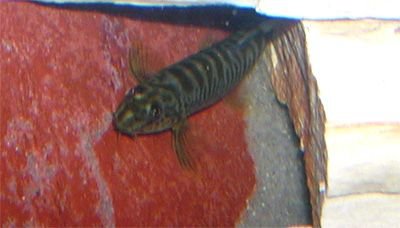 loach1.jpg