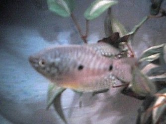 gourami.JPG