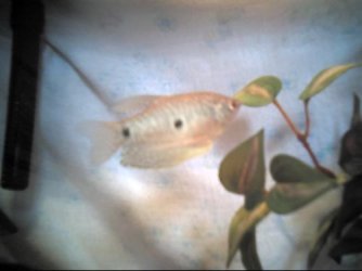 gourami.JPG