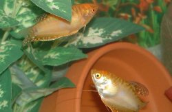 gourami.JPG