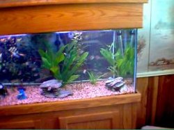 fishtank1.JPG