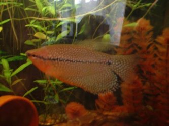 my_gourami.jpg