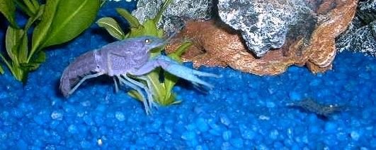 Cerulean_Shrimp.JPG