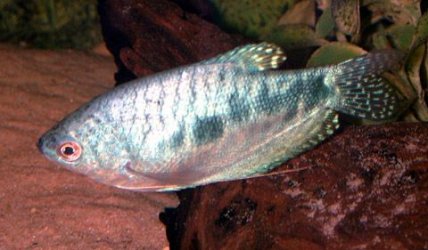 blue_gourami.jpg