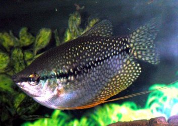 pearl_gourami.jpg