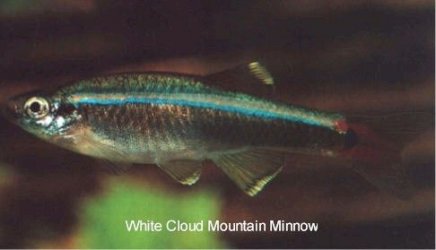 Tanichthys_alboubes_White_Cloud_Mountain_Minnow.jpeg