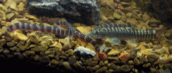 Loach_Group.gif