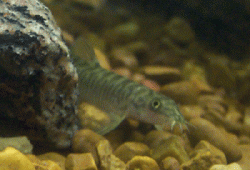 RTLoach1.gif